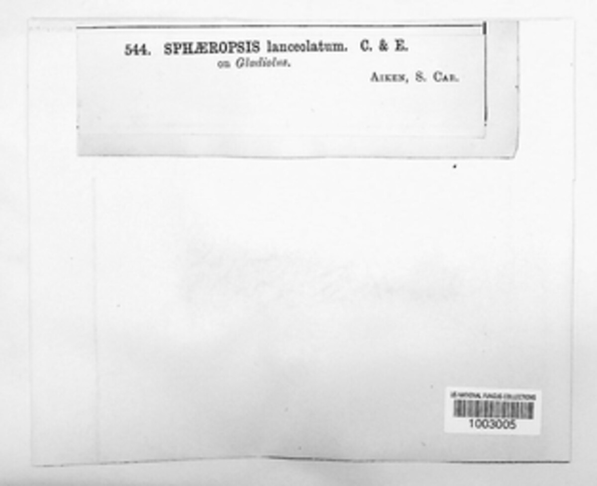 Fusicoccum lanceolatum image